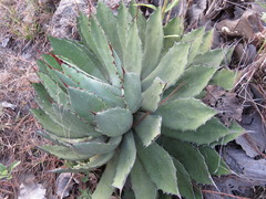 Agave guadalajarana