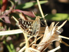 Spialia galba