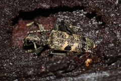 Rhagium mordax