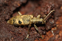 Rhagium mordax