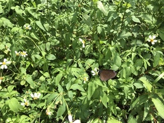 Euploea eunice hobsoni