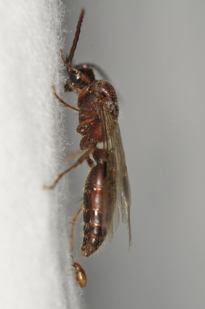 Colocistis castanea