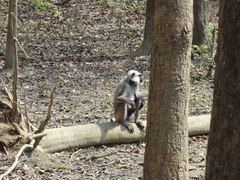 Semnopithecus schistaceus