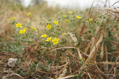 Potentilla argentea