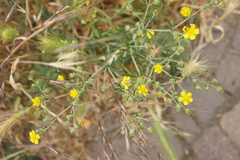 Potentilla argentea