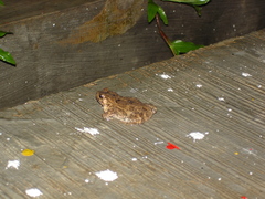 Ingerophrynus biporcatus