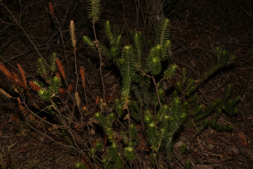 Image of Melichrus adpressus by (c) Greg Tasney, some rights reserved (CC BY-SA)
