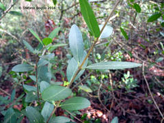 Phillyrea latifolia media