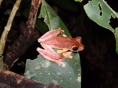 Rhacophorus pardalis