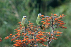Amazona amazonica tobagensis