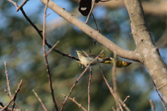 Phylloscopus trochiloides
