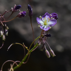 Heliophila carnosa
