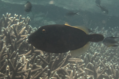 Cantherhines dumerilii