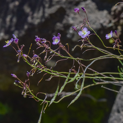 Heliophila carnosa