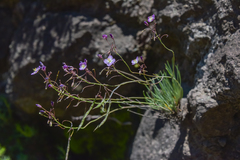 Heliophila carnosa