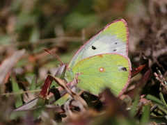 Colias nilagiriensis