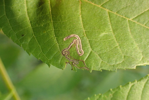 Pecan Serpentine Leafminer Moth photo 3