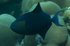 Odonus niger
