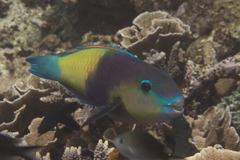 Chlorurus japanensis