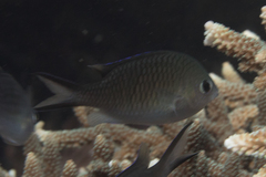 Chromis ternatensis