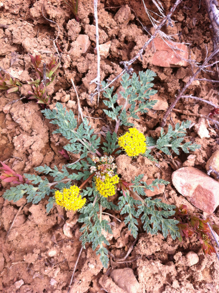 Springparsleys (Edible Plants of Arizona) · iNaturalist