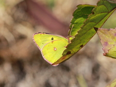 Colias nilagiriensis