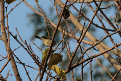 Phylloscopus trochiloides