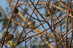 Phylloscopus trochiloides