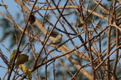 Phylloscopus trochiloides