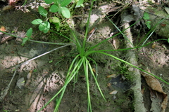 Isoetes appalachiana