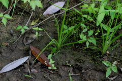 Isoetes appalachiana