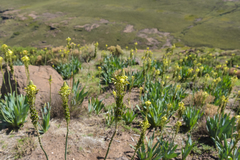 Bulbine narcissifolia