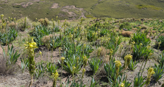 Bulbine narcissifolia