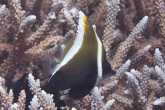 Heniochus varius