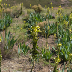 Bulbine narcissifolia