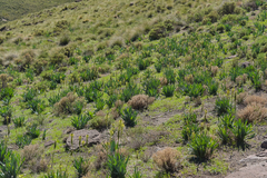 Bulbine narcissifolia