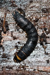 Stenagostus rhombeus