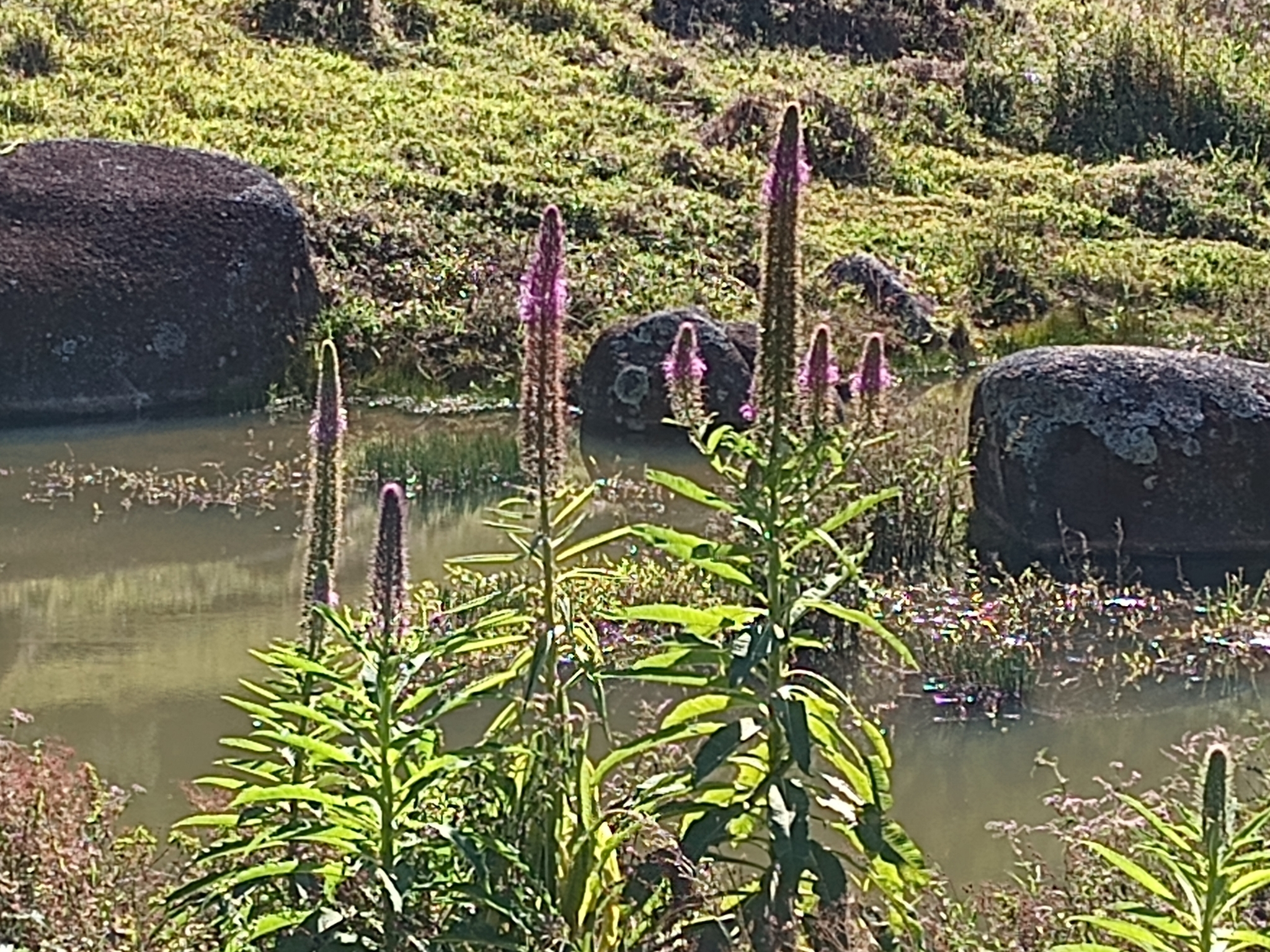 Celosia argentea