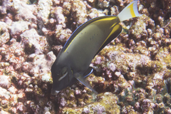 Acanthurus nigricans