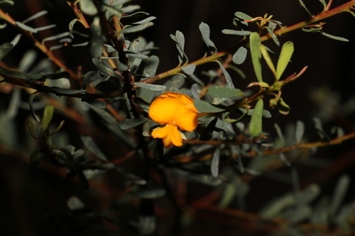 Image of Pultenaea euchila by (c) Greg Tasney, some rights reserved (CC BY-SA)