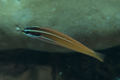 Pseudocoris yamashiroi