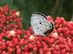 Megisba malaya sikkima