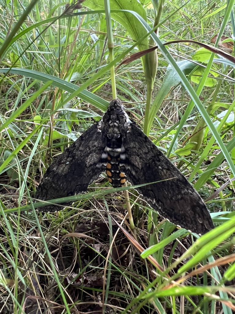 Carolina Sphinx from Ewing Rd, Bainbridge, OH, US on July 17, 2023 at ...