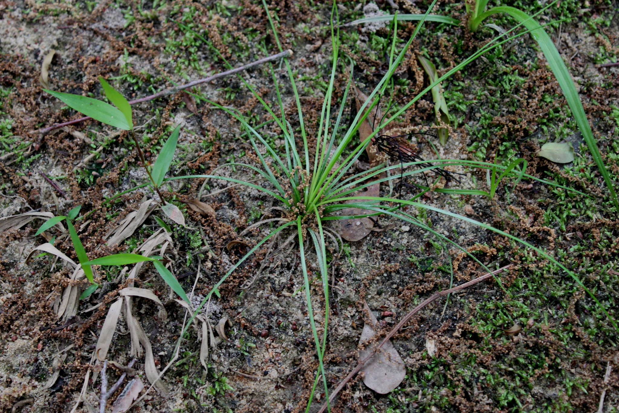 Isoetes hyemalis
