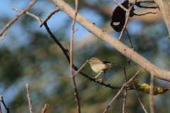 Phylloscopus trochiloides