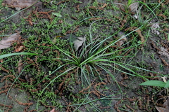Isoetes hyemalis