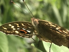 Junonia lemonias aenaria