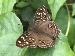 Junonia lemonias aenaria