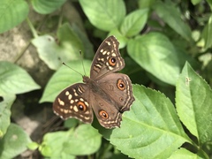Junonia lemonias aenaria
