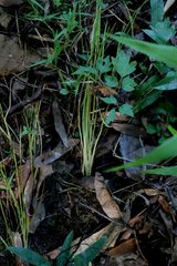 Isoetes melanopoda